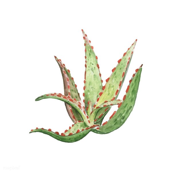 Алоэ древовидное гербарий