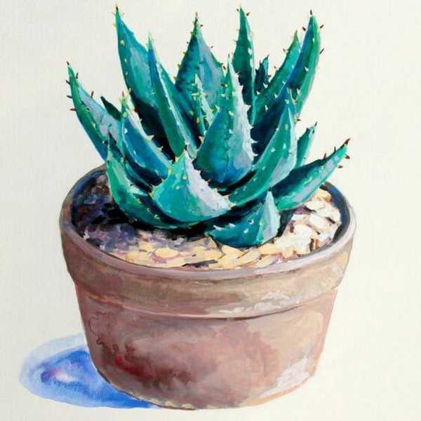 Акварель кактусы Суккуленты