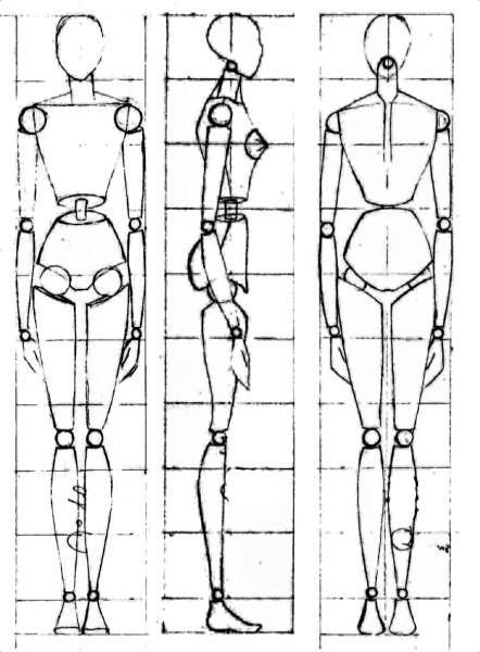 Пропорции человеческой фигуры схема