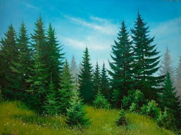 Еловый лес для детей