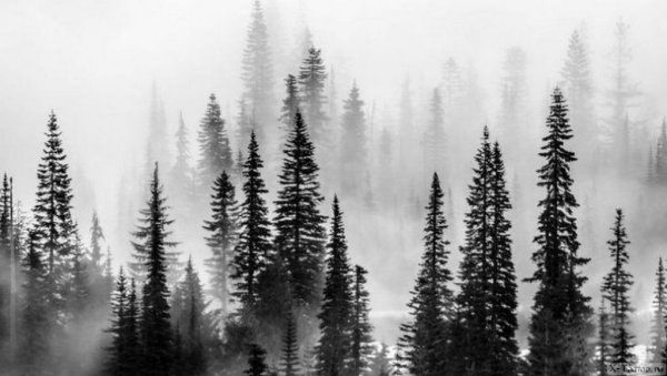 Еловый лес эскиз