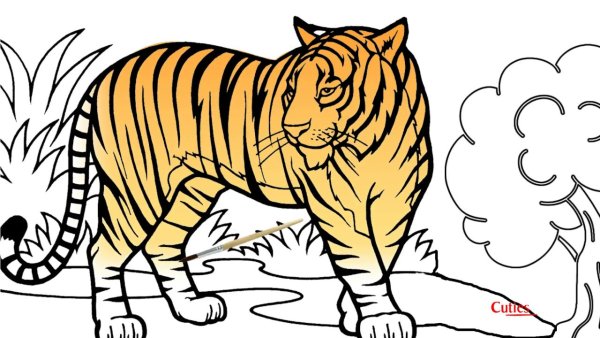 Рисунок тигра