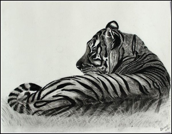 Водяной тигр рисунок карандашом
