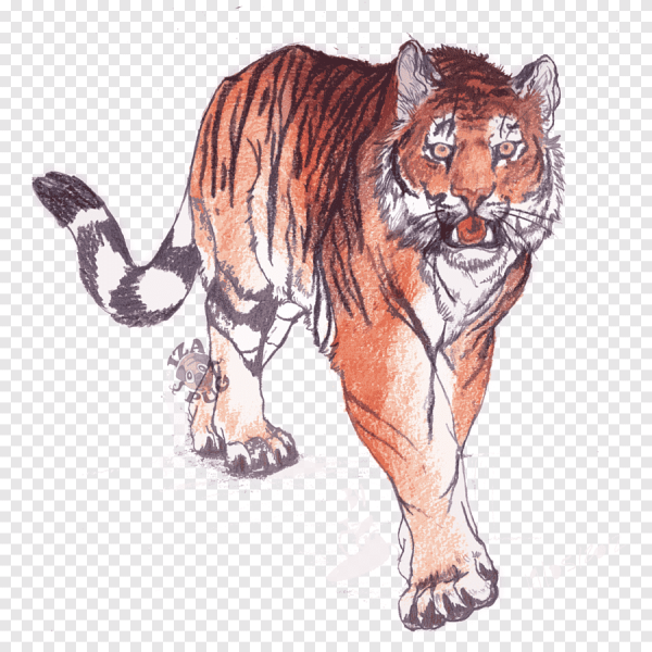 Рисовать бенгальского тигра