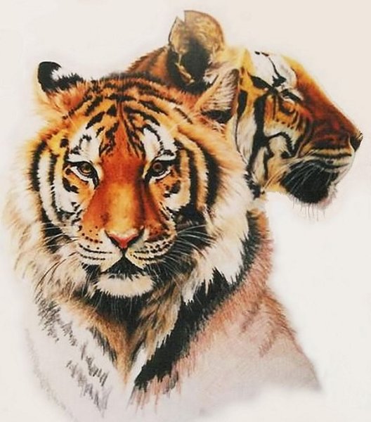 Креативный рисунок тигра