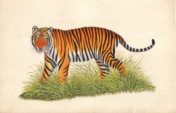 Бенгальский тигр иллюстрация