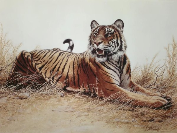 Гай Кохелич тигры анималист