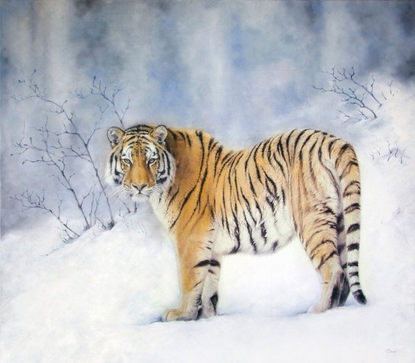 Уссурийский тигр живопись