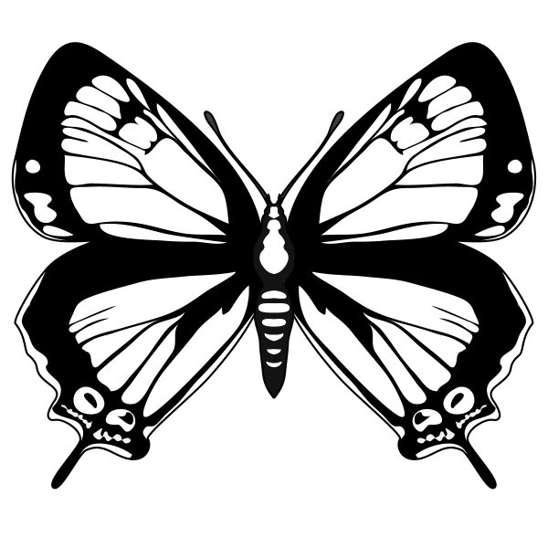 Бабочка черно белая