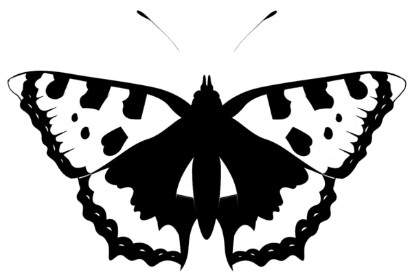 Силуэт бабочки черно белый