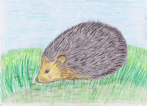 Колдина рисование Ежи Ежовичи