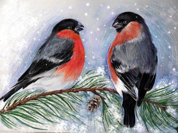 Снегирь на ветке ели