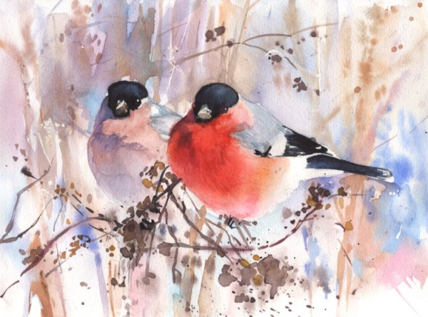 Снегирь акварель