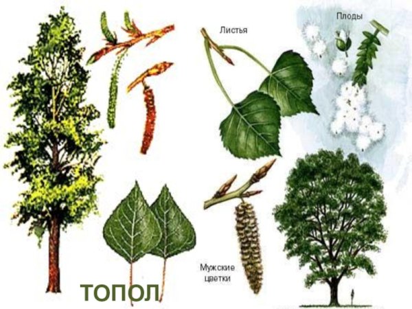 Тополь листья и плоды