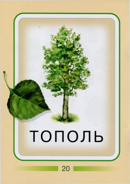 Тополь для дошкольников