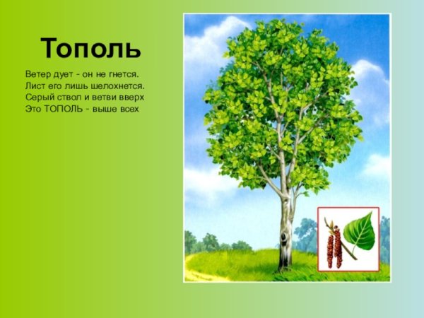 Тополь бальзамический плоды