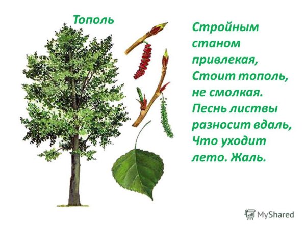 Дерево Тополь дерево Тополь листья