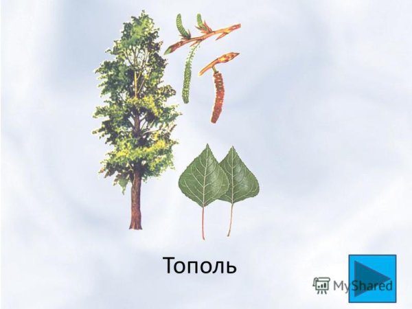 Строение плода тополя