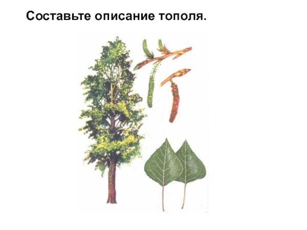 Вяз,осина,Ива -деревья