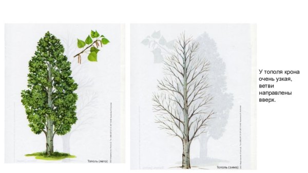 Осина дуб липа береза Ива Тополь