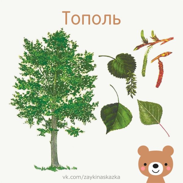 Тополь широколиственный