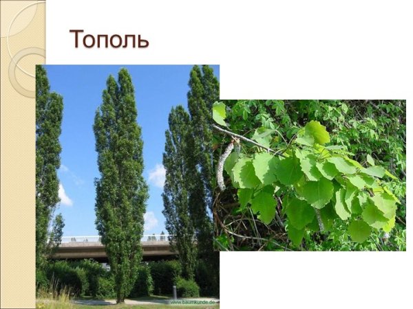 Тополь раскраска для детей