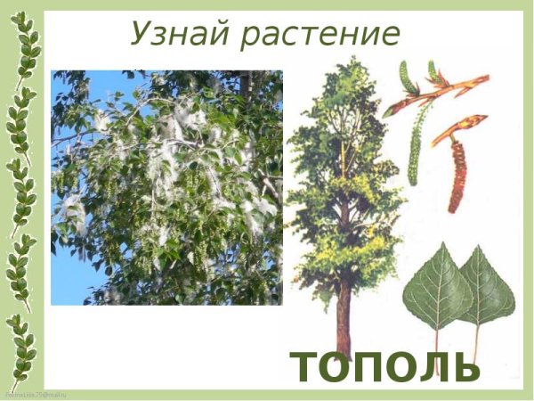 Тополь дерево