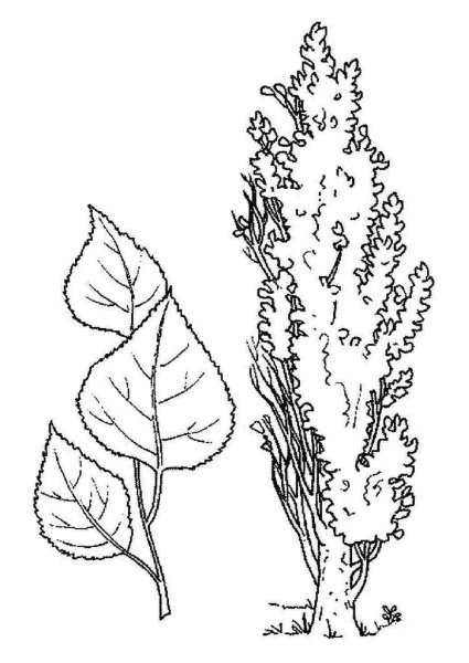 Липа, клён, дуб, берёза, Тополь.