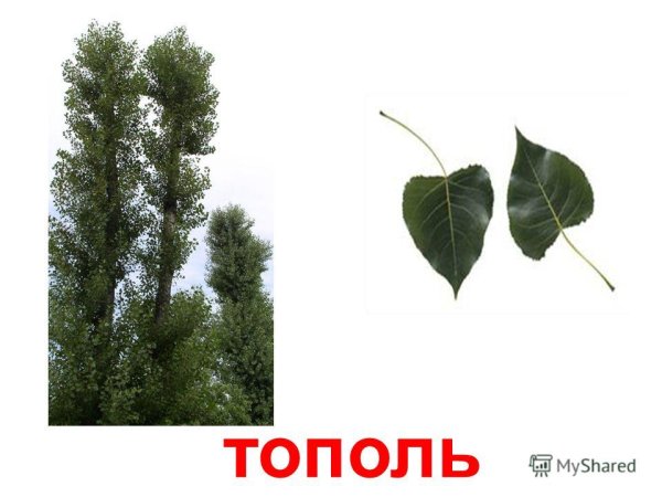 Листья деревьев с плодами Тополь