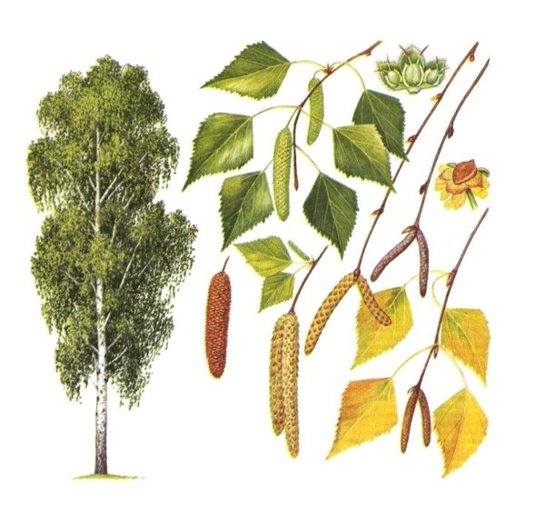 Тополь итальянский пирамидальный листья