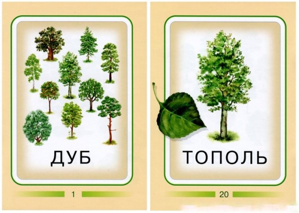 Тополь пирамидальный зарисовка
