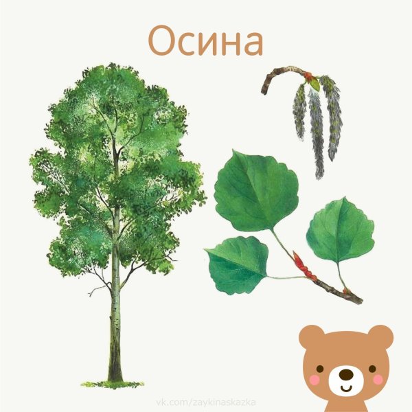 Раскраска деревья и кустарники для детей