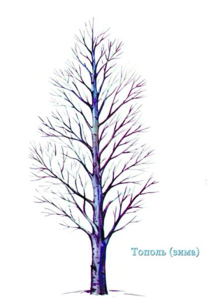 Осина и береза