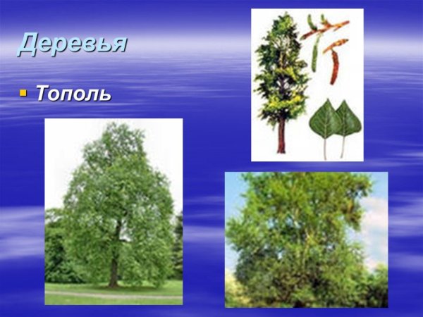 Стилизованные березы