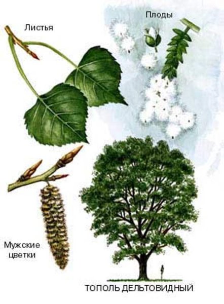 Тополь раскраска