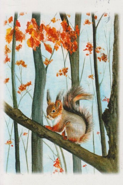 Белка на дереве акварель