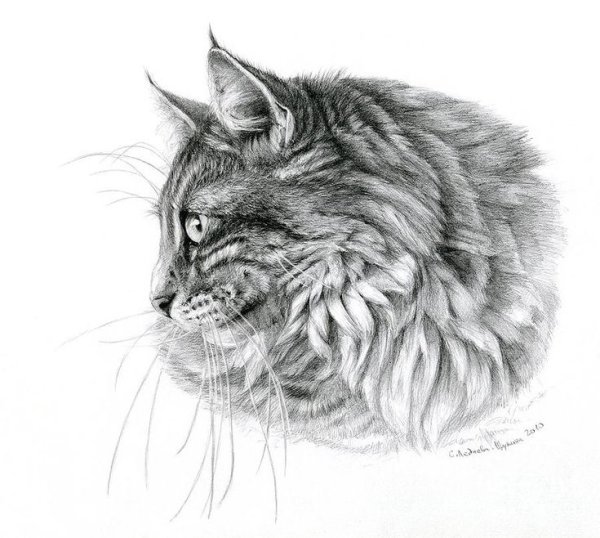 Кошка рисунок карандашом