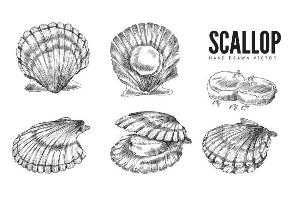 Как нарисовать морской гребешок