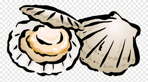 Рисуем гребешок морской