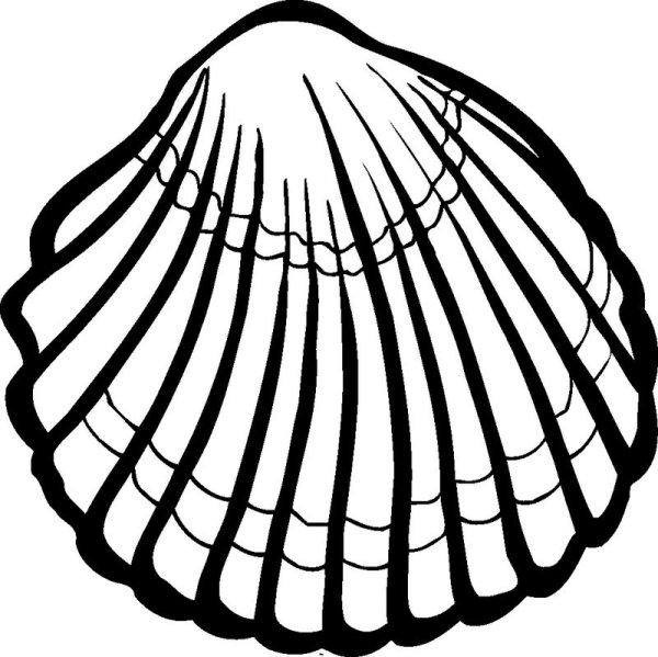 Ракушка черно белая