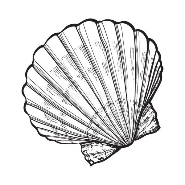 Морская раковина эскиз
