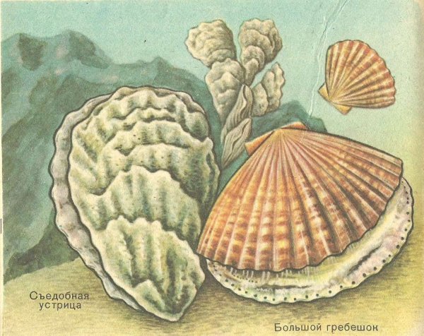Морской гребешок биология