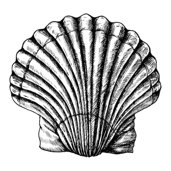 Морская раковина схематично