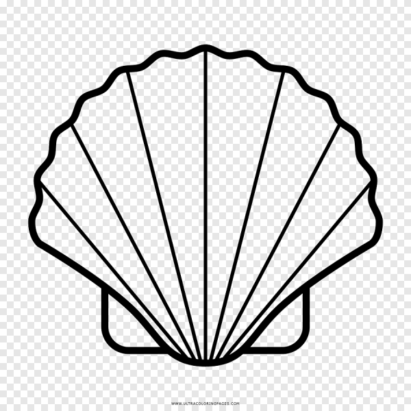 Ракушка контур