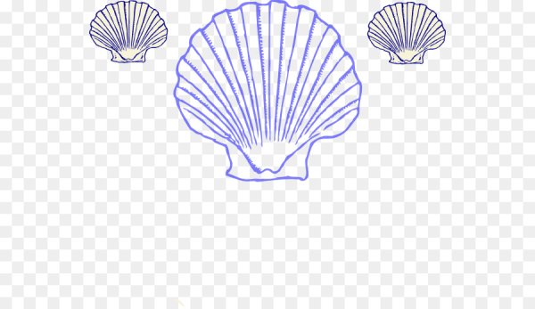 Морской гребешок рисунок