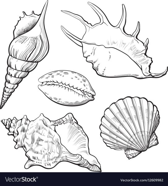 Рисование на ракушках