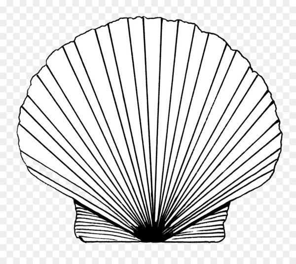 Ракушка гребешок контур