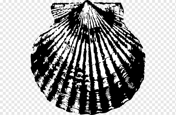 Векторная Графика ракушки