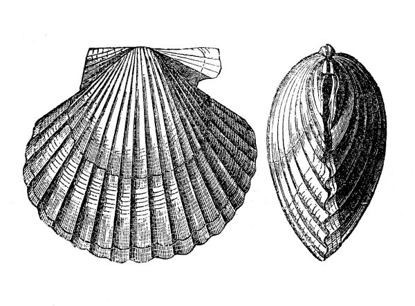 Ракушка схематично