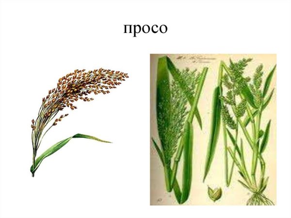 Просо это зерновая культура